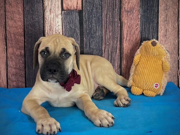 Bullmastiff-DOG-Male-Fawn-25128-Petland Scottsdale, Arizona