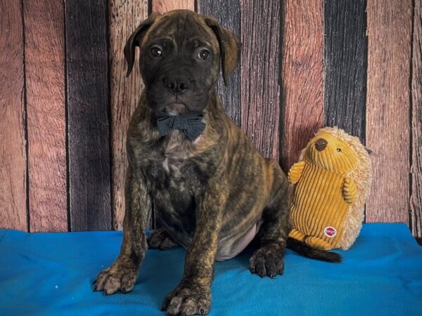 Bullmastiff-DOG-Male-Brindle-25127-Petland Scottsdale, Arizona