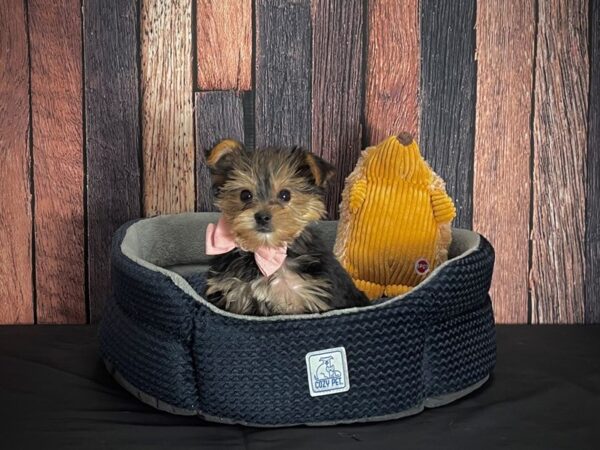 Yorkshire Terrier-DOG-Male-Black / Tan-25126-Petland Scottsdale, Arizona