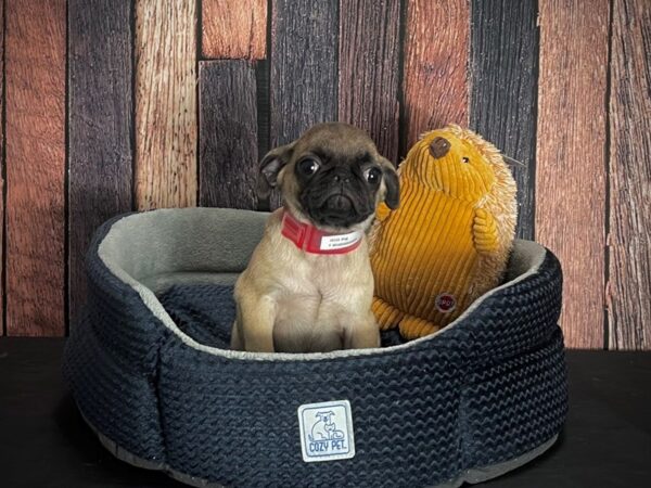 Pug-DOG-Female-Fawn-25123-Petland Scottsdale, Arizona