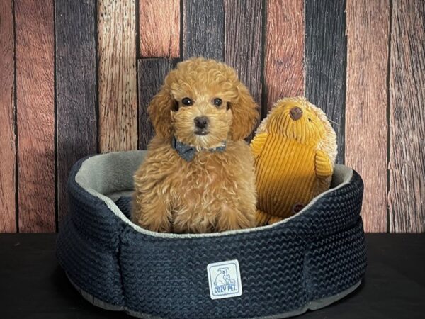 Poodle-DOG-Male-Apricot-25122-Petland Scottsdale, Arizona