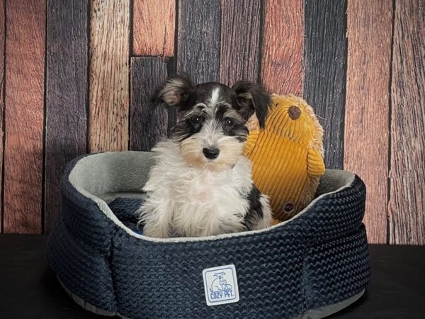 Miniature Schnauzer-DOG-Male-White Black / Tan-25120-Petland Scottsdale, Arizona