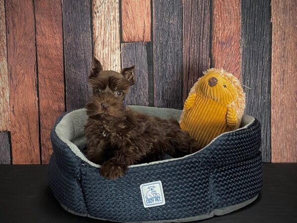 Miniature Schnauzer-DOG-Male-Liver-25119-Petland Scottsdale, Arizona