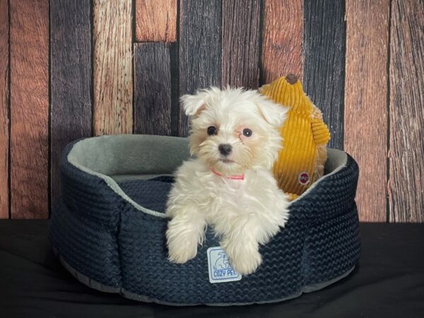 Maltese-DOG-Female-White-25118-Petland Scottsdale, Arizona