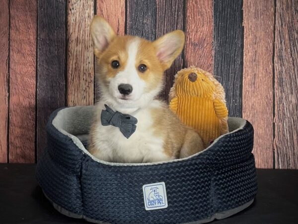 Pembroke Welsh Corgi-DOG-Male-Red / White-25121-Petland Scottsdale, Arizona