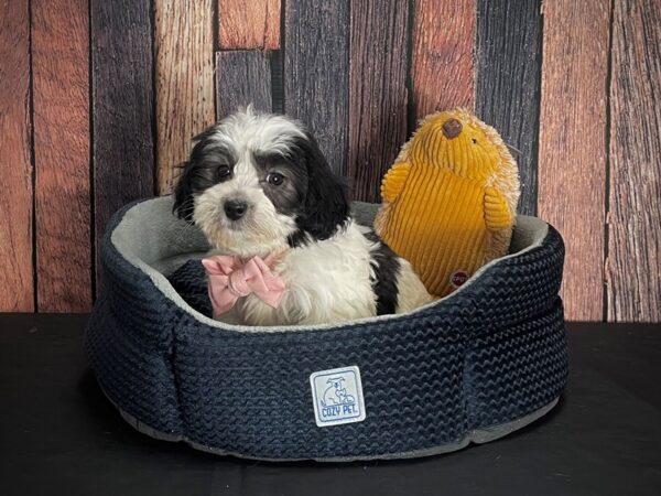 Havanese-DOG-Male-White Black / Tan-25117-Petland Scottsdale, Arizona