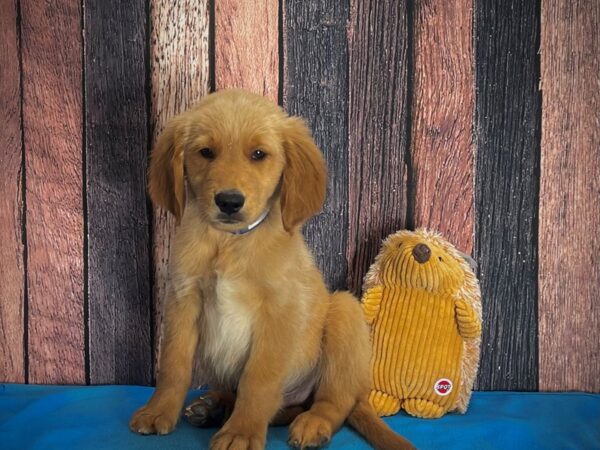 Golden Retriever-DOG-Male-Golden-25116-Petland Scottsdale, Arizona