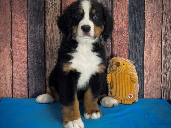 Bernese Mountain Dog-DOG-Male-Black / Rust-25115-Petland Scottsdale, Arizona
