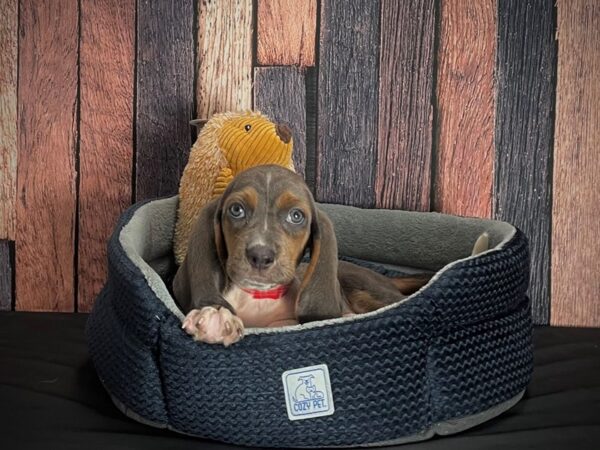 Basset Hound DOG Female Blue White / Tan 25114 Petland Scottsdale, Arizona