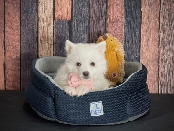 American Eskimo Dog-DOG-Male-White-25113-Petland Scottsdale, Arizona