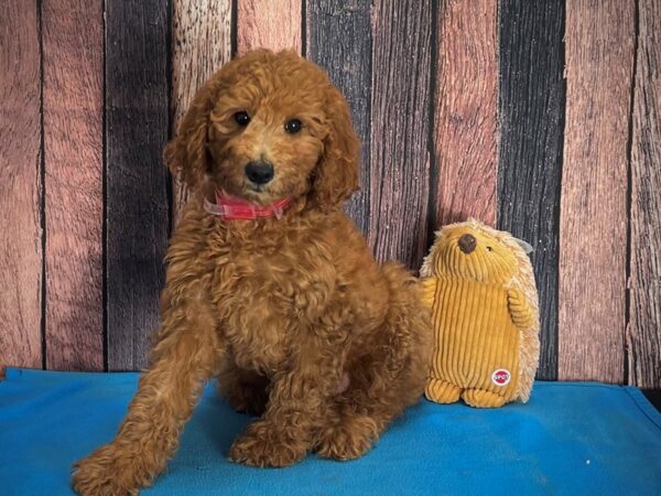 F1B Goldendoodle-DOG-Female-Golden-25139-Petland Scottsdale, Arizona