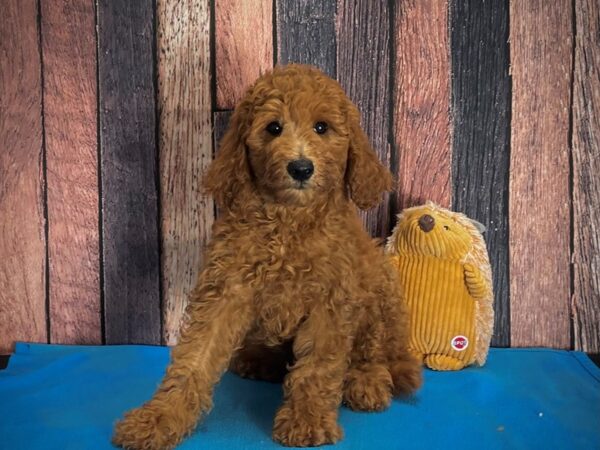 F1B Goldendoodle-DOG-Female-Golden-25140-Petland Scottsdale, Arizona