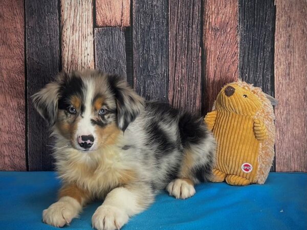 Miniature Australian Shepherd-DOG-Male--25137-Petland Scottsdale, Arizona