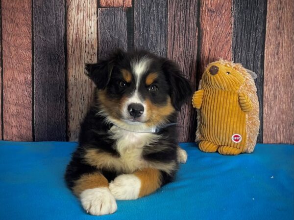 Miniature Australian Shepherd-DOG-Male--25138-Petland Scottsdale, Arizona