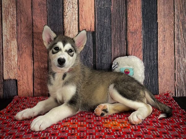 Alaskan Malamute-Dog-Female-Sable and White-25164-Petland Scottsdale, Arizona