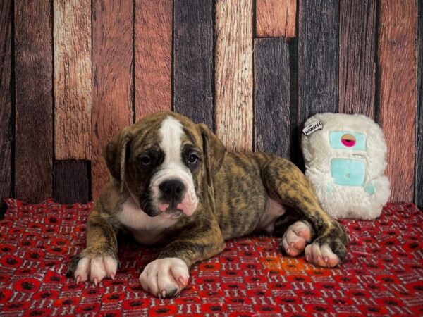 American Bulldog/English Bulldog-DOG-Male-Fawn Brindle and White-25143-Petland Scottsdale, Arizona