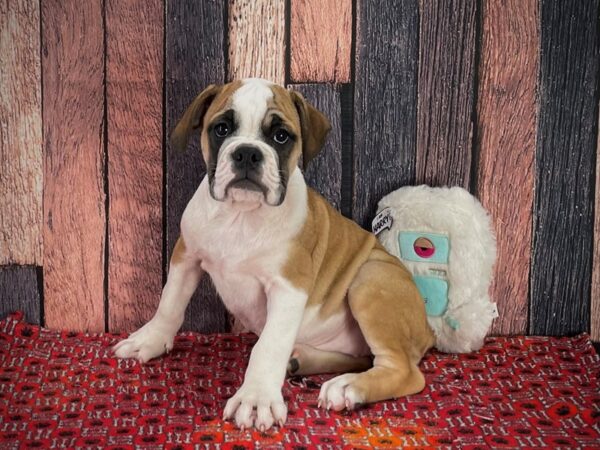 American Bulldog/English Bulldog-DOG-Female-Red and White-25144-Petland Scottsdale, Arizona