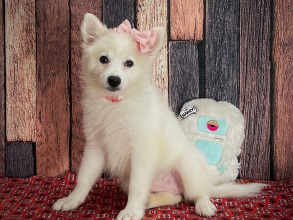 American Eskimo Dog-Dog-Female-White-25153-Petland Scottsdale, Arizona