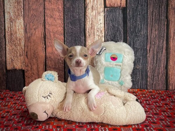 Chihuahua-DOG-Male-Blue Fawn-25151-Petland Scottsdale, Arizona