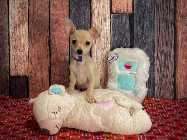 Chihuahua-DOG-Male-Cream-25155-Petland Scottsdale, Arizona