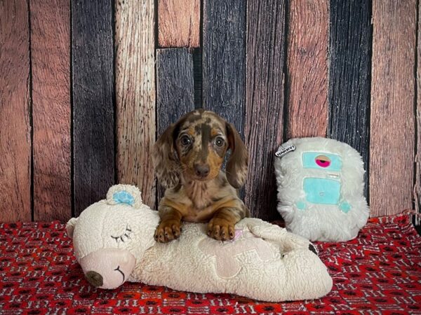 Dachshund-DOG-Female-Chocolate Dapple-25141-Petland Scottsdale, Arizona