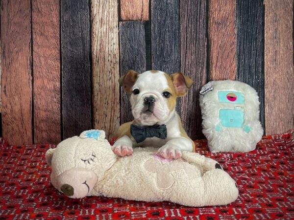 English Bulldog-DOG-Male-Red and White-25150-Petland Scottsdale, Arizona