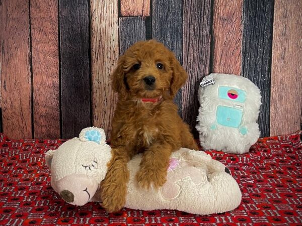 F1B Mini Goldendoodle-DOG-Female-Red-25162-Petland Scottsdale, Arizona