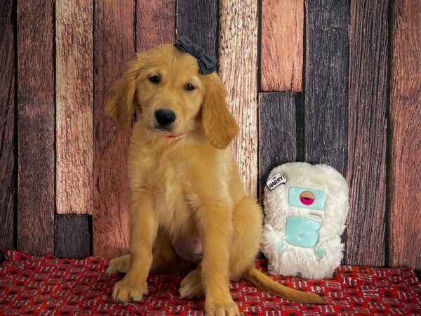 Golden Retriever-DOG-Female-Golden-25156-Petland Scottsdale, Arizona