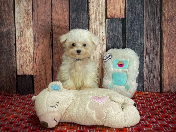 Maltese-DOG-Male-White-25157-Petland Scottsdale, Arizona