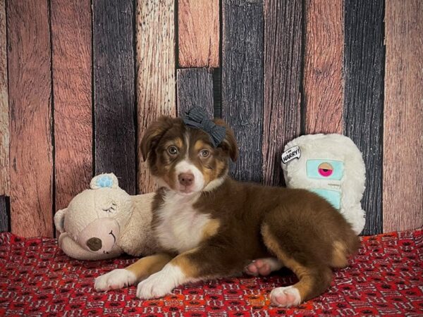 Miniature American Shepherd-DOG-Female-Red-25145-Petland Scottsdale, Arizona