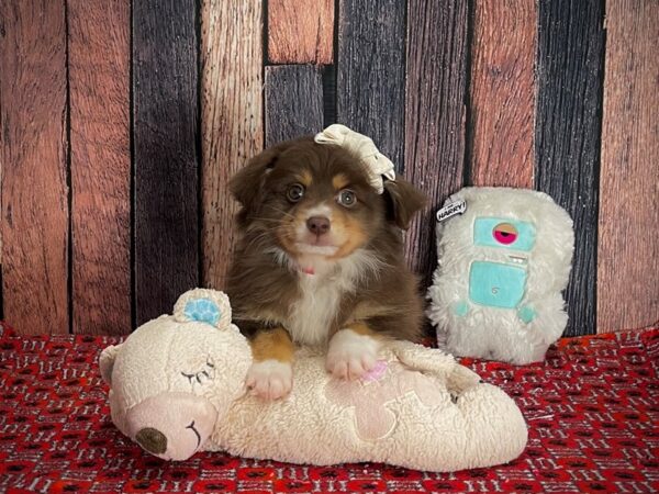 Miniature Australian Shepherd-DOG-Female-Chocolate / Tan-25154-Petland Scottsdale, Arizona
