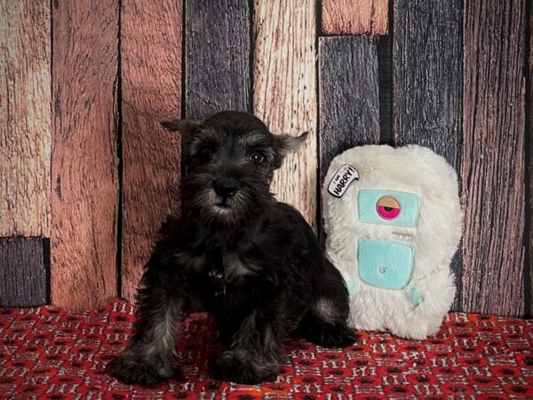Miniature Schnauzer-DOG-Female-Salt / Pepper-25158-Petland Scottsdale, Arizona