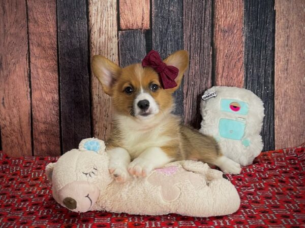 Pembroke Welsh Corgi-DOG-Female-Sable-25149-Petland Scottsdale, Arizona
