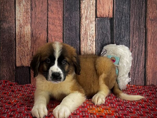 Saint Bernard-DOG-Female-Mahogany / White-25159-Petland Scottsdale, Arizona
