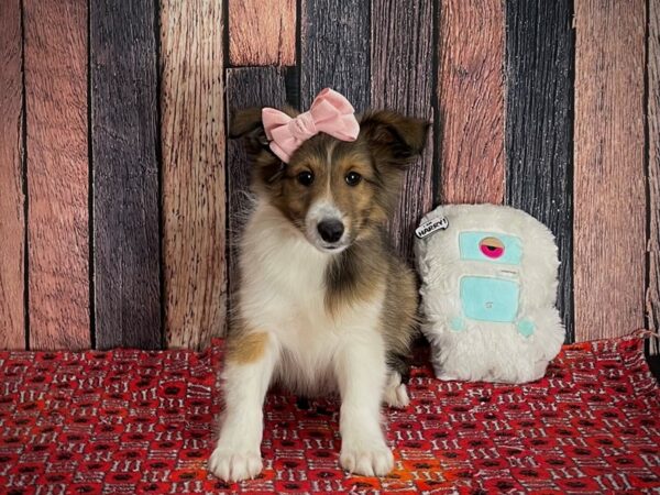Shetland Sheepdog-DOG-Female-Sable and White-25146-Petland Scottsdale, Arizona