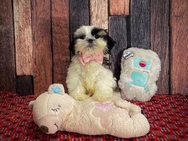 Shih Tzu-DOG-Male-Brindle and White-25147-Petland Scottsdale, Arizona