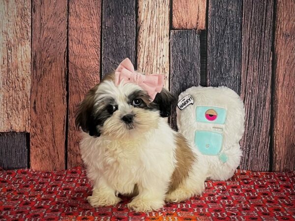 Shih Tzu-DOG-Female-Gold and White-25148-Petland Scottsdale, Arizona