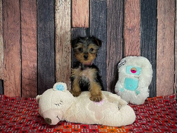 Yorkshire Terrier-Dog-Female-Black / Tan-25160-Petland Scottsdale, Arizona