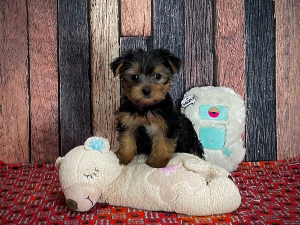 Yorkshire Terrier-DOG-Female-Black / Tan-25161-Petland Scottsdale, Arizona