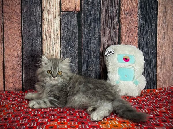 Persian-CAT-Male-Blue-25142-Petland Scottsdale, Arizona