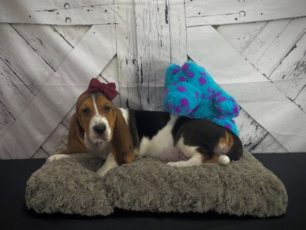 Basset Hound-DOG-Female-Black White / Tan-25184-Petland Scottsdale, Arizona