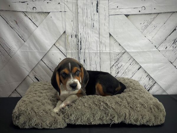 Beagle-DOG-Male-Black White and Tan-25170-Petland Scottsdale, Arizona