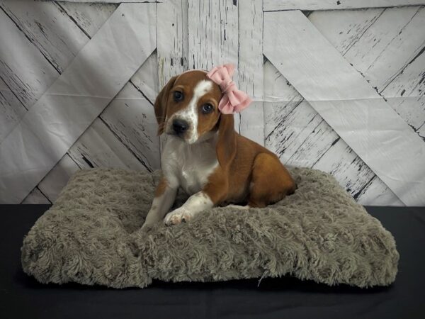 Beagle-DOG-Female-Red and White-25171-Petland Scottsdale, Arizona