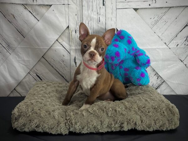 Boston Terrier-DOG-Female-Seal and White-25172-Petland Scottsdale, Arizona