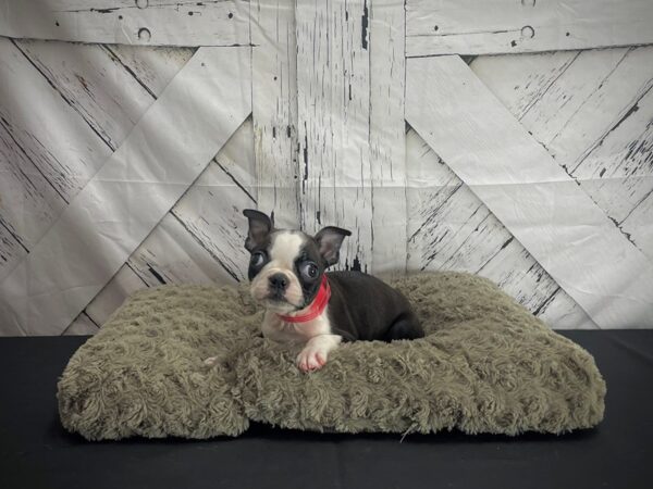 Boston Terrier-DOG-Female-Black-25185-Petland Scottsdale, Arizona