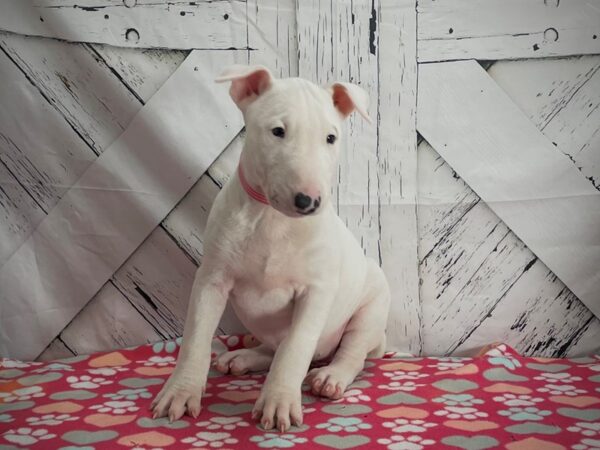Bull Terrier-DOG-Female-White-25165-Petland Scottsdale, Arizona