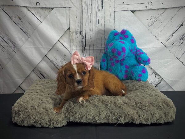 Cavalier King Charles Spaniel-DOG-Female-Ruby-25187-Petland Scottsdale, Arizona