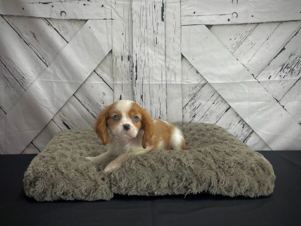 Cavalier King Charles Spaniel-DOG-Female-Blenheim / White-25186-Petland Scottsdale, Arizona