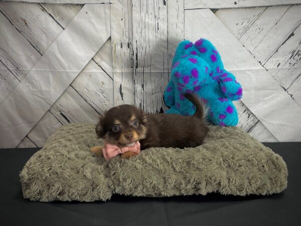 Chihuahua-DOG-Male-Chocolate and Tan-25188-Petland Scottsdale, Arizona