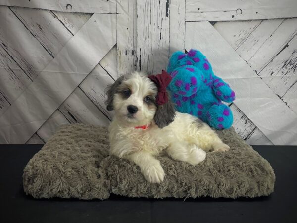 Cocker Spaniel/Poodle-DOG-Female-Blue Merle-25182-Petland Scottsdale, Arizona